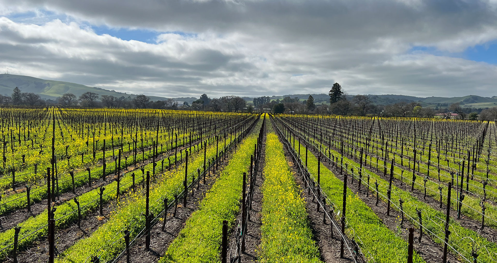 Sangiacomo-Vineyard Sangiacomo Vineyard in Carneros Sonoma